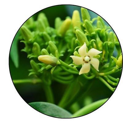 Gymnema Sylvestre